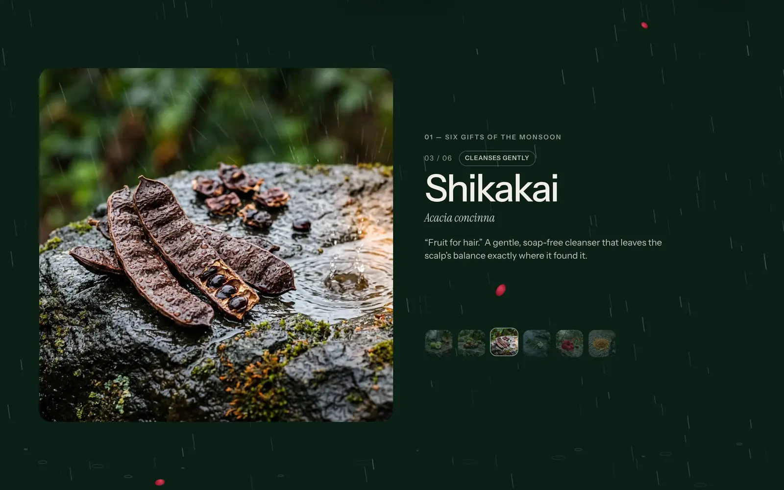 getpureprakriti.com, desktop: herb story: Shikakai